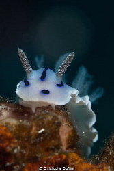 nudi on his way by Christophe Dufour 